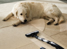 carpet cleaning